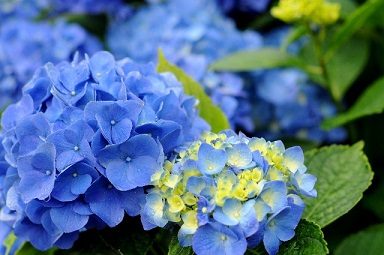 梅雨むくみ